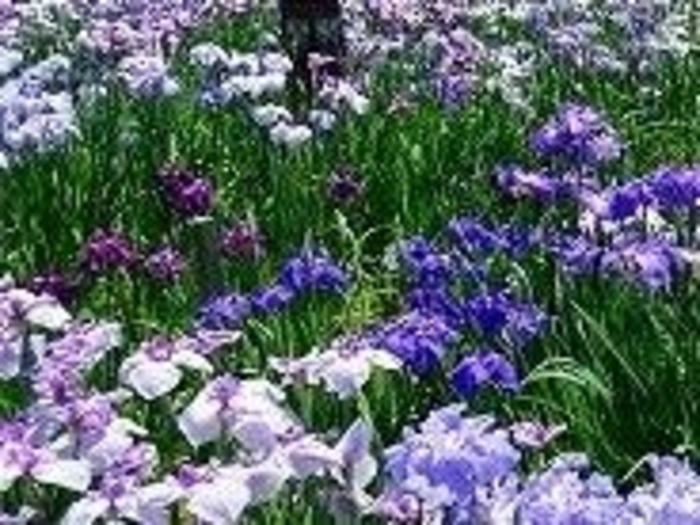 大和中央公園花しょうぶ園_大和中央公園花しょうぶ園