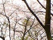 フルスピードさんの白坂公園の投稿写真1
