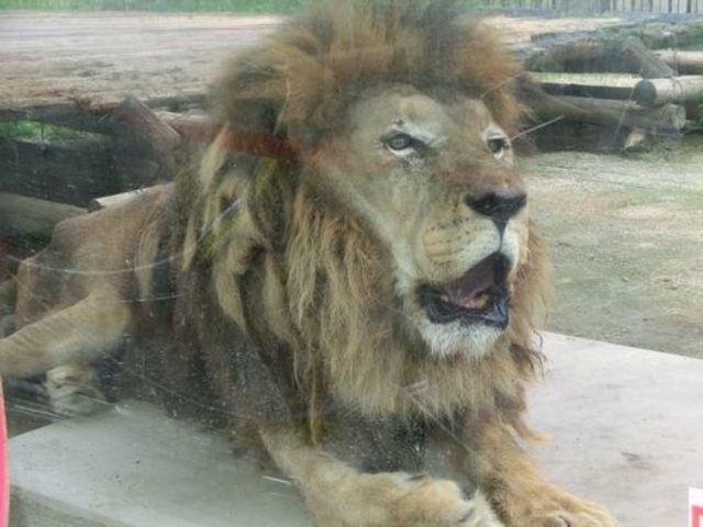 ライオン_京都市動物園
