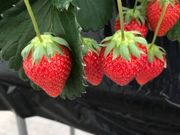 meさんの二宮いちご園の投稿写真1