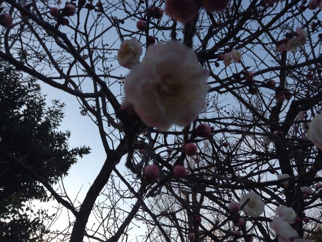 拡大_中華東秀 梅ヶ丘店