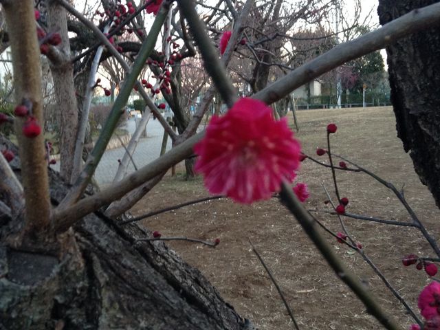 幹からド根性の花_中華東秀 梅ヶ丘店
