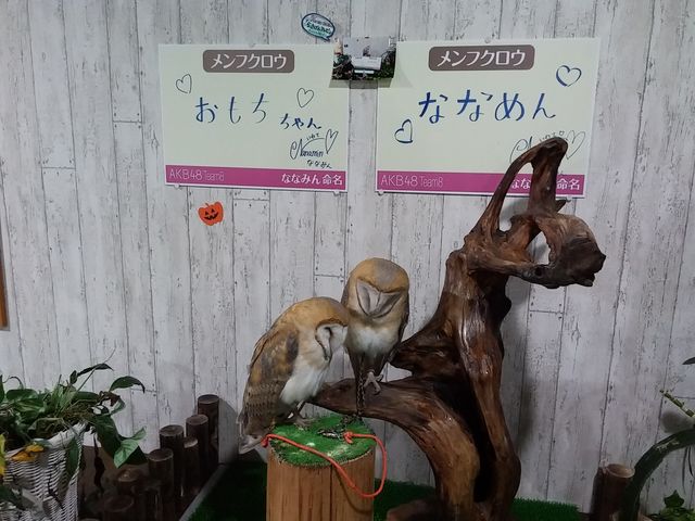 盛岡店8_ふくろうカフェ Ricky盛岡店