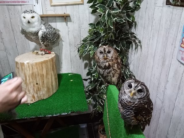 盛岡店10_ふくろうカフェ Ricky盛岡店