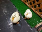江戸家化猫さんのふくろうカフェ Ricky盛岡店の投稿写真15