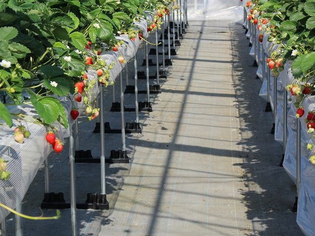大人の腰あたりに設置されています。_川原いちご農園