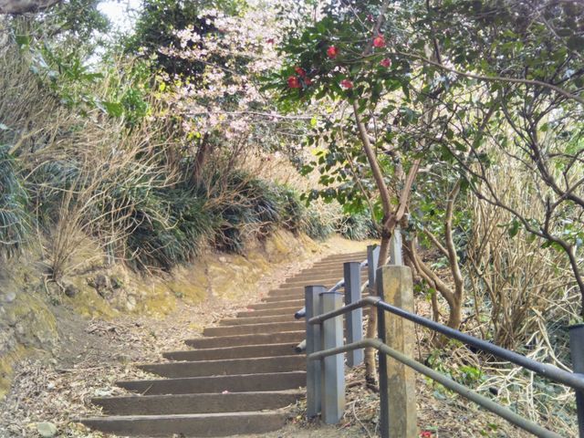 『八幡岬公園の桜』。_八幡岬公園