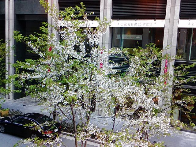 席から通りの山桜が見えました_Che・Voglia!・コレド室町店