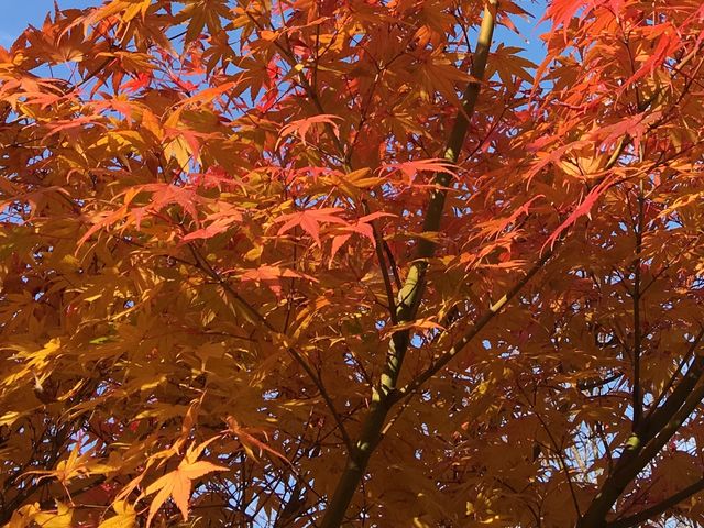poporonさんの善住寺大山の紅葉の投稿写真1