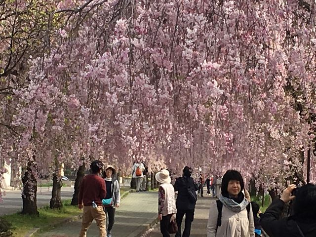 日中線しだれ桜並木