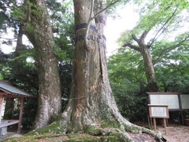 国津神社の大ケヤキ_国津神社の大ケヤキ