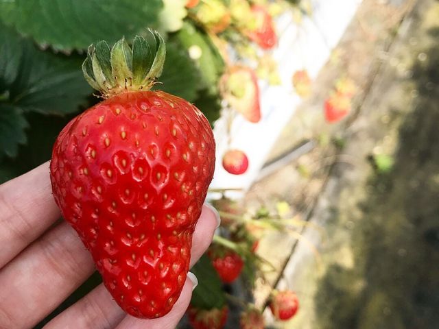 いちご_奥いちご農園
