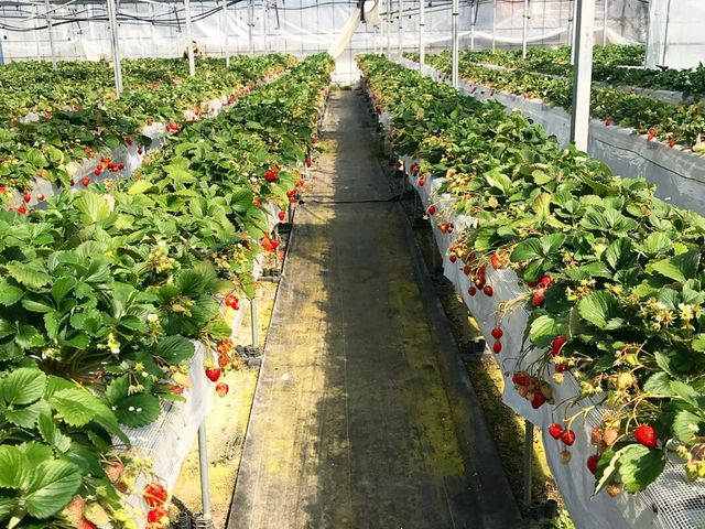 いちご農園_奥いちご農園