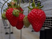 ひでじーさんの川原いちご農園の投稿写真1