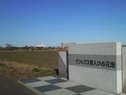 さとけんさんのイシックス馬入のお花畑の投稿写真1