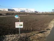 さとけんさんのイシックス馬入のお花畑の投稿写真3