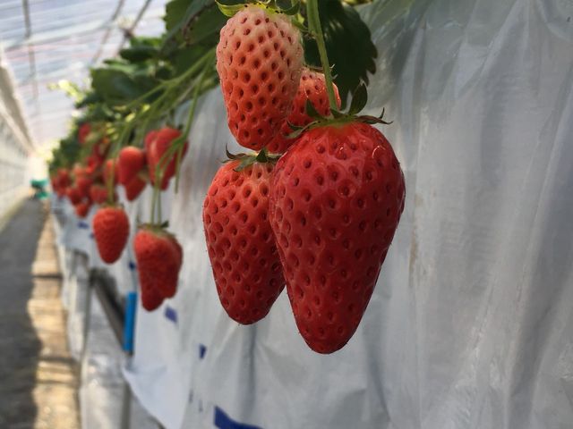 真っ赤なイチゴがたくさん
イチゴの花も初めて見ました_エーアイファーム