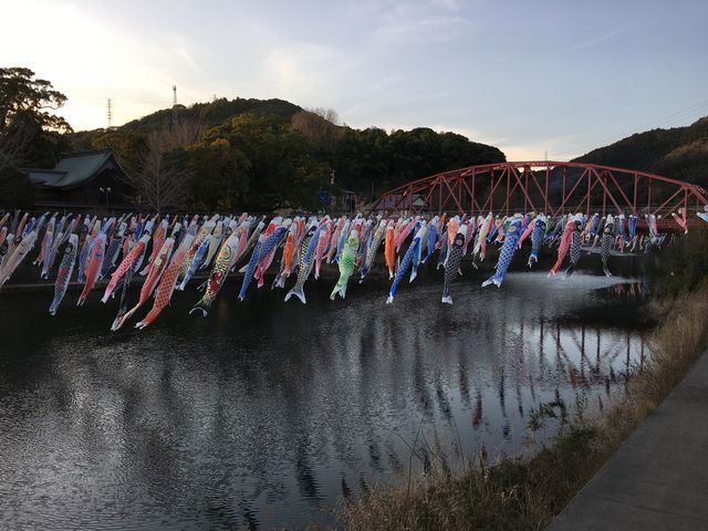 川上峡の鯉のぼり_川上峡