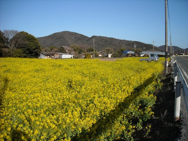 馬草の菜の花畑_菜の花