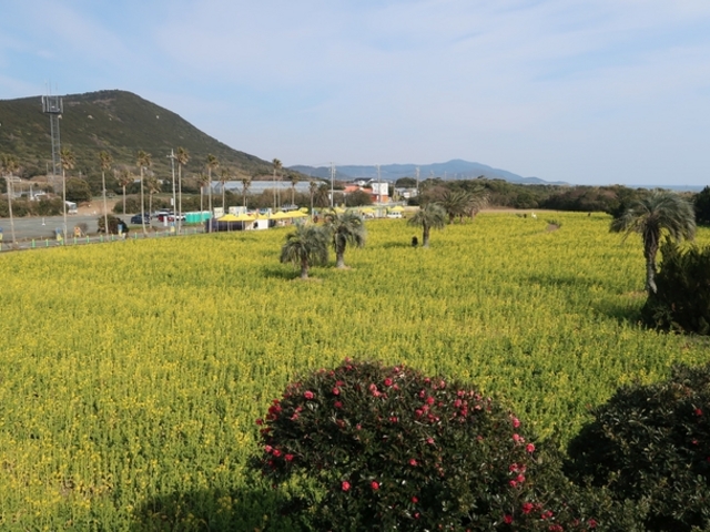 伊良湖菜の花ガーデン_菜の花
