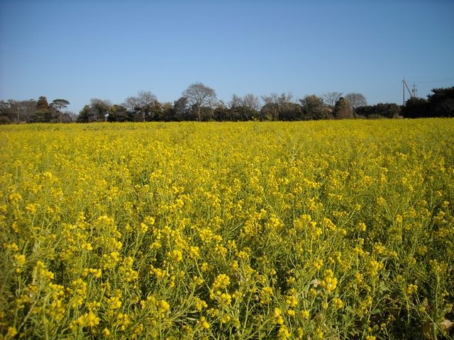 加治の菜の花畑_菜の花