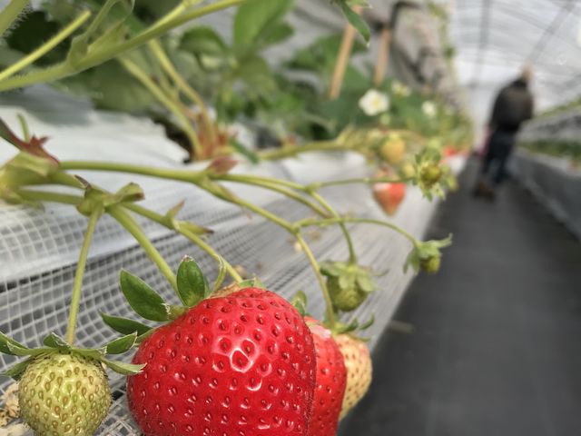 また食べに行きます!_谷口観光いちご園