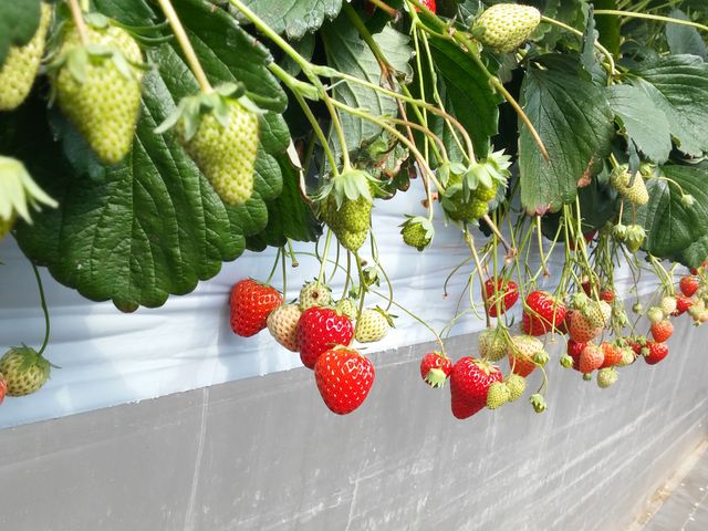 イチゴ_すぎやまいちご園