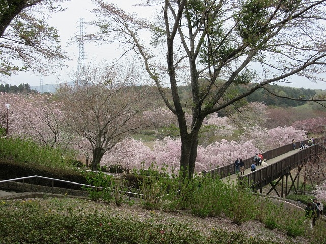水際公園_常陸風土記の丘