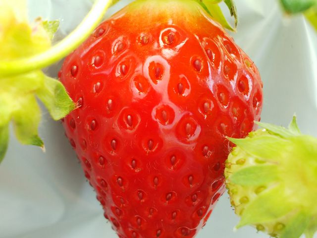 ツヤツヤのいちご_あかしゃのいちご畑