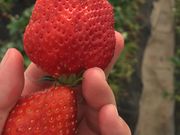 キティさんの出会いの森いちご園の投稿写真1