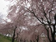 じゅうぞうさんの常陸風土記の丘の投稿写真11