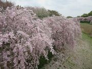 じゅうぞうさんの常陸風土記の丘の投稿写真7
