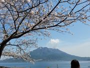 よしめさんの磯庭園のサクラの投稿写真2