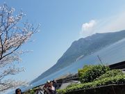 よしめさんの磯庭園のサクラの投稿写真3