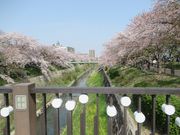 鶴亀松竹梅扇さんの山崎川の桜の投稿写真1