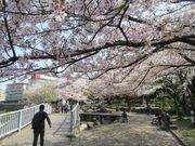 鶴亀松竹梅扇さんの山崎川の桜の投稿写真4