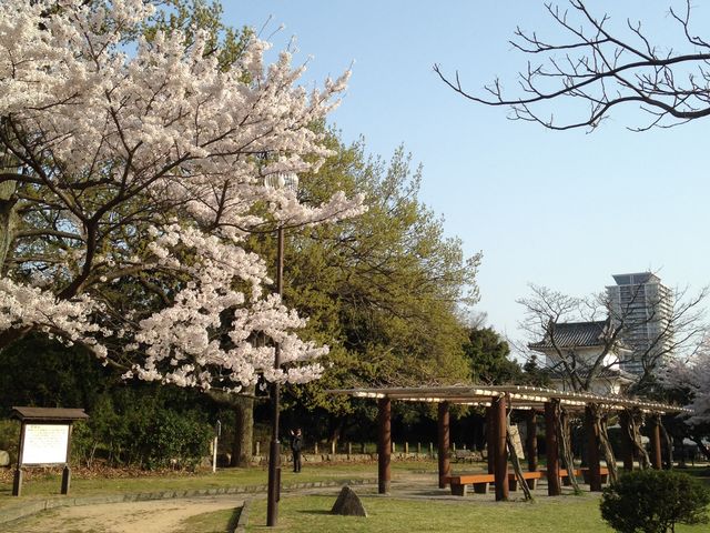 お城のあたり。_兵庫県立明石公園の桜