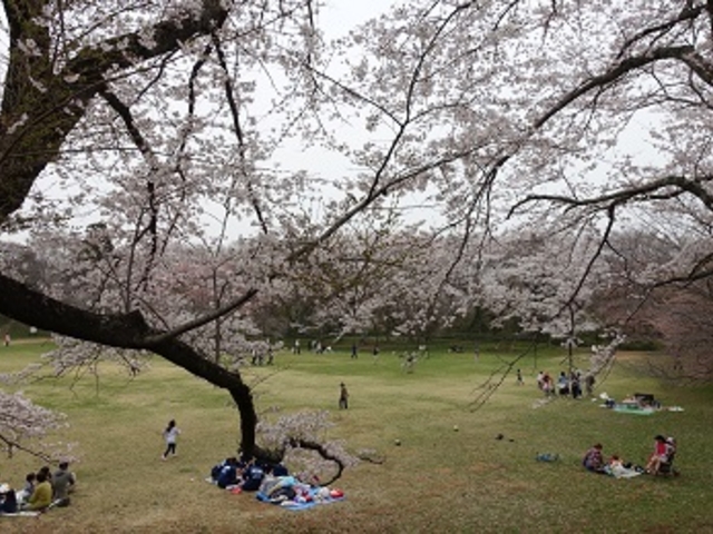 桜が美しいです_佐倉城址公園