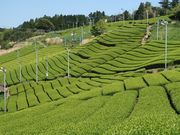寅吉さんの小夜の中山の投稿写真1