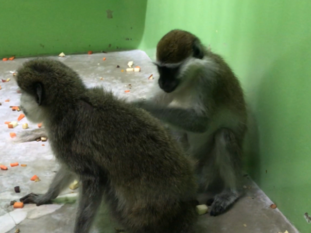 可愛い_東山動物園