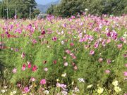 ひさぽんさんのコスモスの小径の投稿写真1