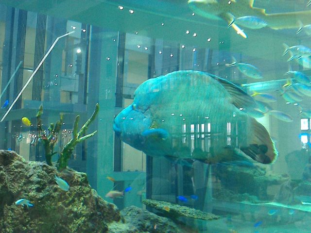 空港より大きな水槽があります_イオンモール沖縄ライカム