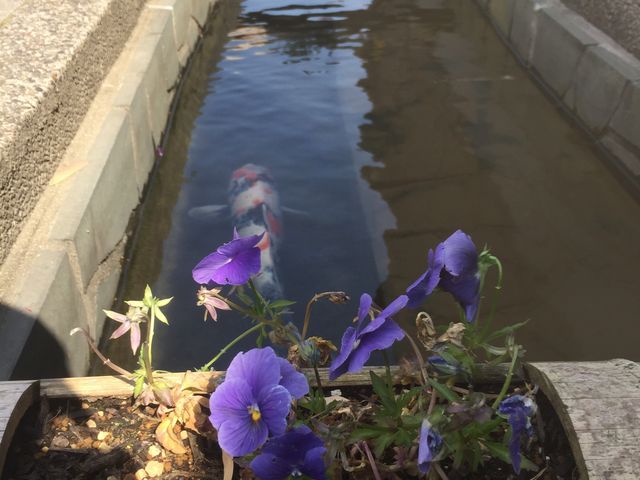 溝には花壇と鯉_大洲の町並み(おはなはん通り)