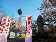 amuchaさんの合浦公園の桜の投稿写真1