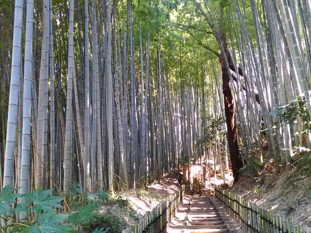 江戸時代にタイムスリップしたような雰囲気です_サムライの古径(こみち)ひよどり坂