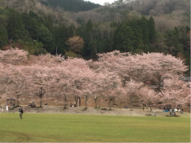 山側の桜_土師ダム周辺の桜