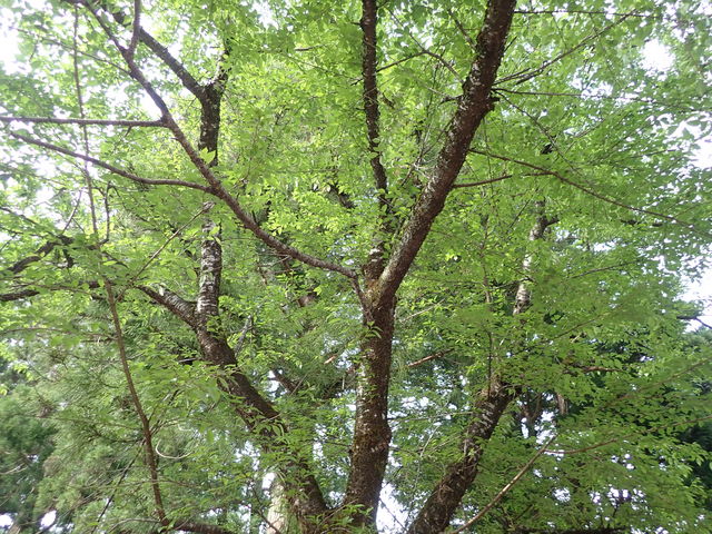長滝白山神社