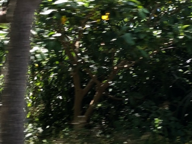 亜熱帯_比地大滝遊歩道