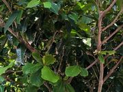 さーぴーさんの県立名護青年の家の投稿写真1