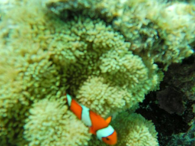 クマノミもいました!_SEA ENJOY